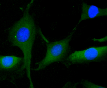 CLOCK Antibody