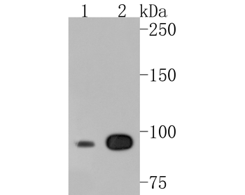 CLOCK Antibody