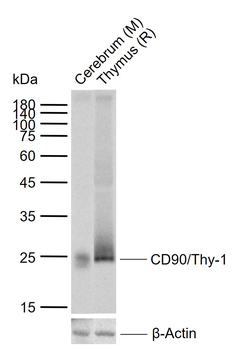 THY1 Antibody