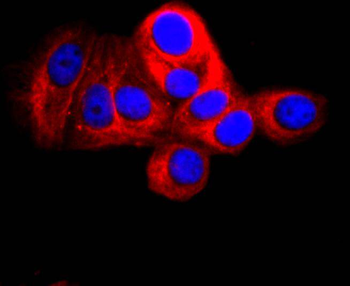 THY1 Antibody