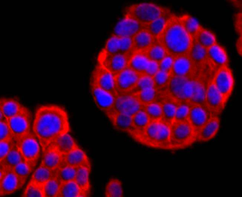 THY1 Antibody