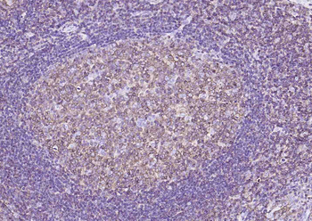 PTPRC Antibody