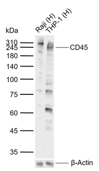 PTPRC Antibody