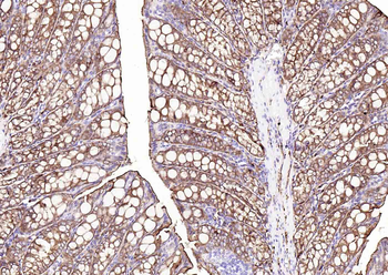 VIL1 Antibody