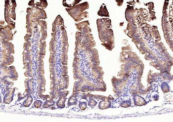 VIL1 Antibody