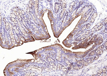 VIL1 Antibody