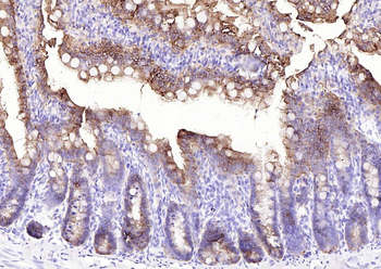 VIL1 Antibody