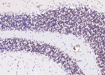 RBFOX3 Antibody