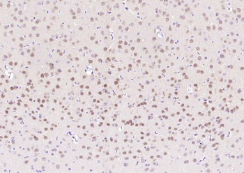 RBFOX3 Antibody