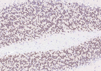 RBFOX3 Antibody