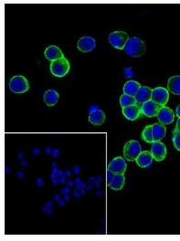 NGFR Antibody