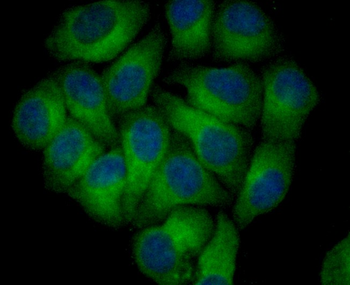 RTN4 Antibody