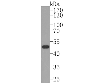 RTN4 Antibody