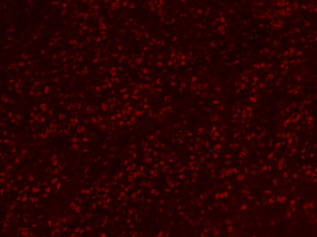 Goat Anti-Rabbit IgG H&L, BF555 conjugated