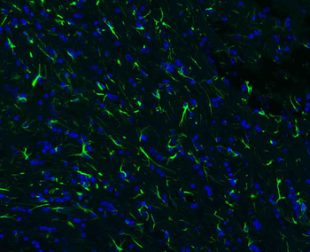 Goat Anti-Rabbit IgG H&L, BF488 conjugated