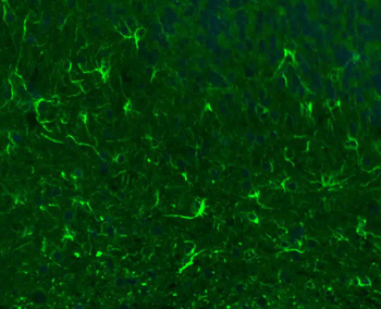 Goat Anti-Rabbit IgG H&L, BF488 conjugated