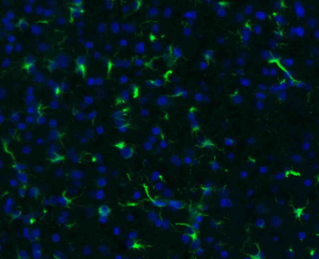 Goat Anti-Rabbit IgG H&L, BF488 conjugated