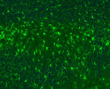 Goat Anti-Rabbit IgG H&L, BF488 conjugated