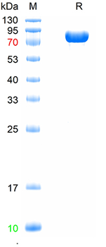 Recombinant human CD71 protein, His (HEK293)