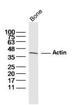 ACTA1 antibody