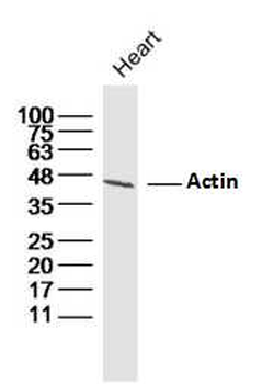 ACTA1 antibody