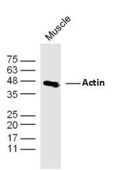 ACTA1 antibody