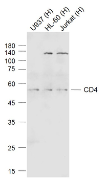 CD4 antibody