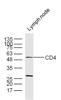 CD4 antibody