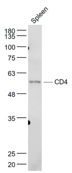 CD4 antibody