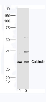 Calbindin antibody