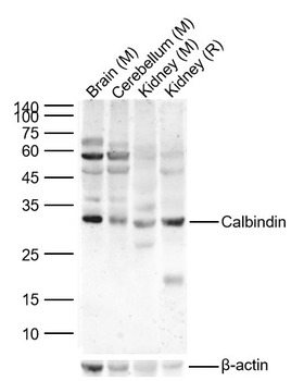 Calbindin antibody