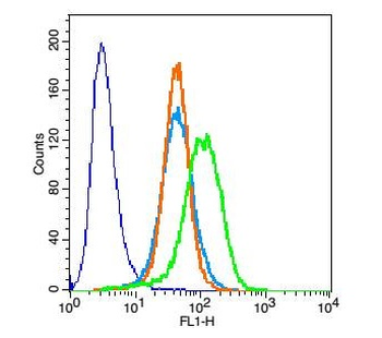 Cardiac Troponin T antibody