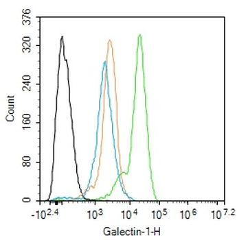 Galectin-1 Rabbit Polyclonal Antibody
