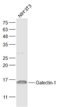 Galectin-1 Rabbit Polyclonal Antibody