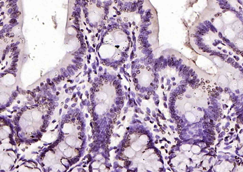 Histone H3.1 antibody