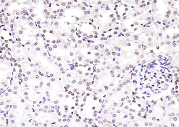 Histone H3.1 antibody