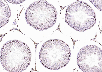 Histone H3.1 antibody