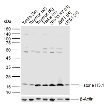 Histone H3.1 antibody