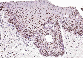 Histone H3.1 antibody