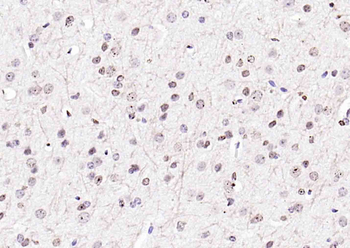 Histone H3.1 antibody