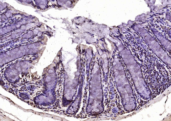 Histone H3.1 antibody