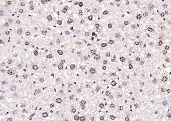 Histone H3.1 antibody