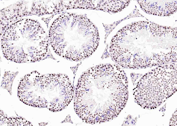 Histone H3.1 antibody