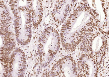 IRF2 antibody