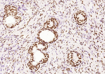 IRF2 antibody