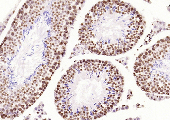 IRF2 antibody