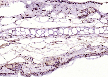 KEAP1 antibody