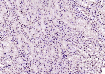 KEAP1 antibody