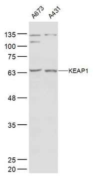 KEAP1 antibody