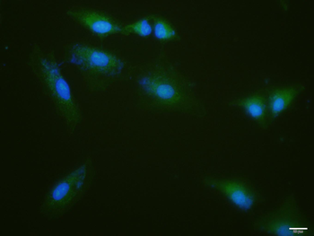 KEAP1 antibody